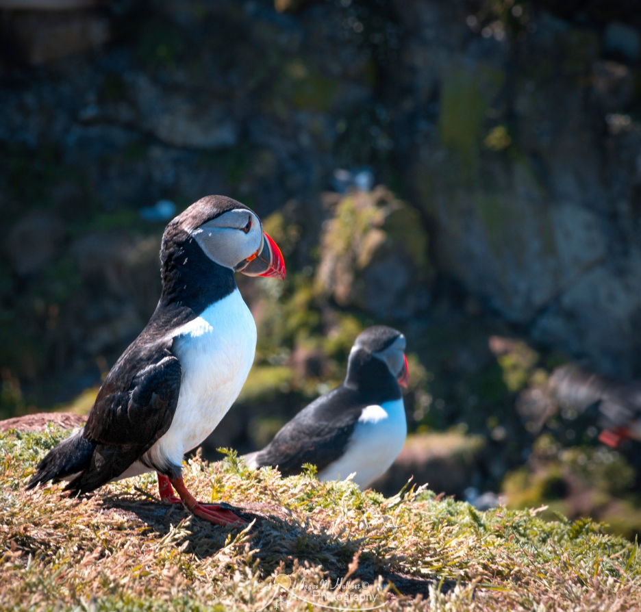 2nd-8th May 6-Night Puffin spotting Sailing Trip in Mull, Iona, Staffa