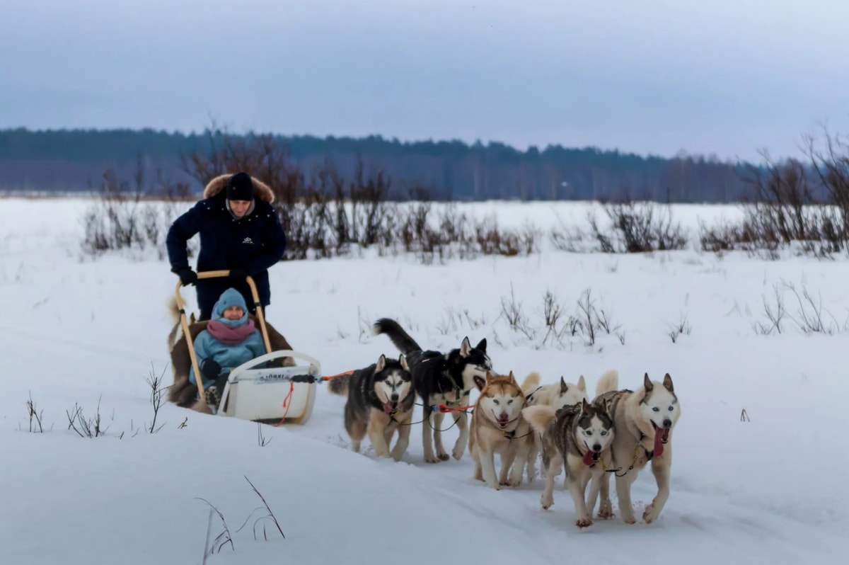 Husky Safari Winter Tour and Barbecue in Rovaniemi