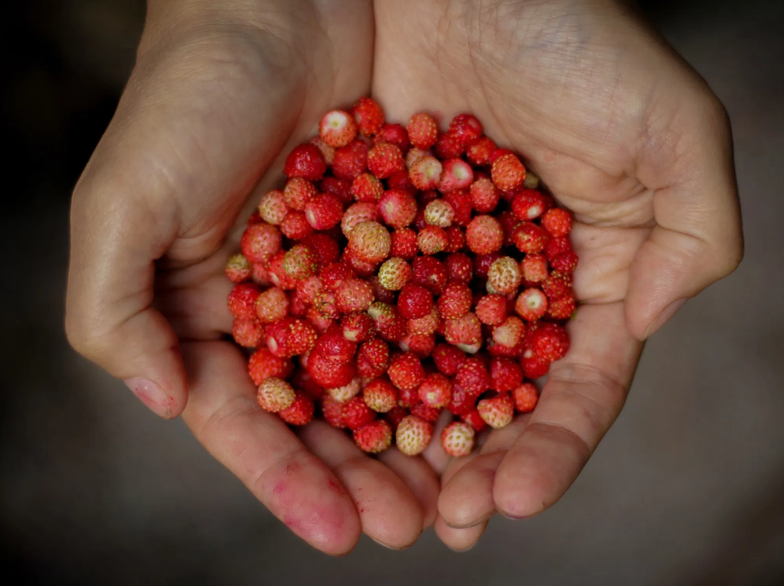 Mushrooms and Wild Berry Picking – Foraging in Rovaniemi