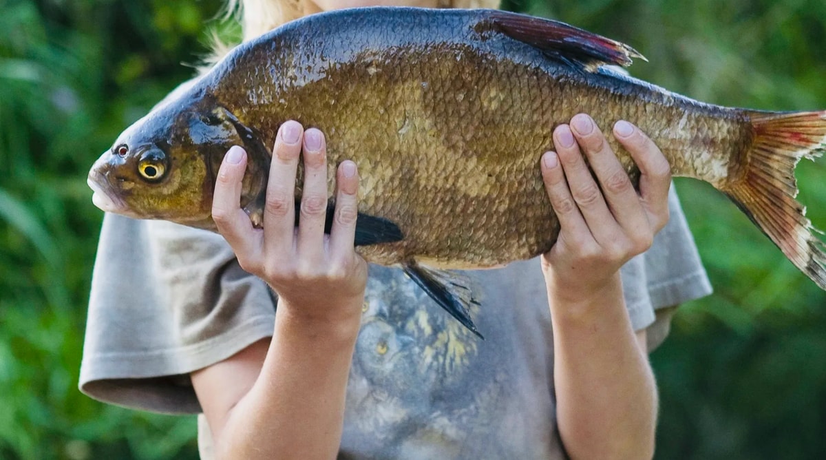 Summer and Autumn Fishing Experience in Rovaniemi
