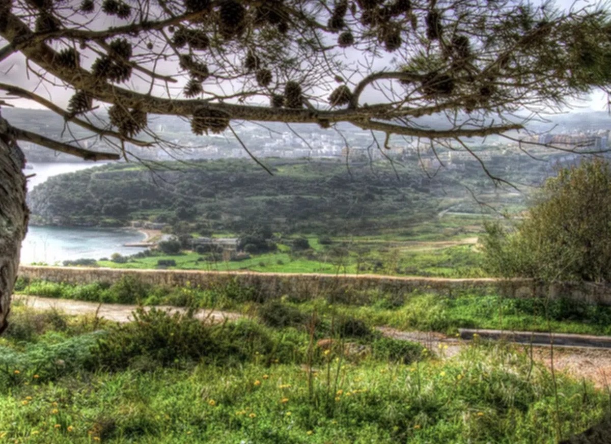 Mistra Valley & Selmun Nature Walking Tour (Private Botanist-Led Hike)