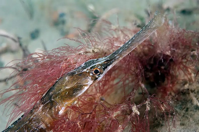 SSI Marine Ecology Course in Selsey, West Sussex