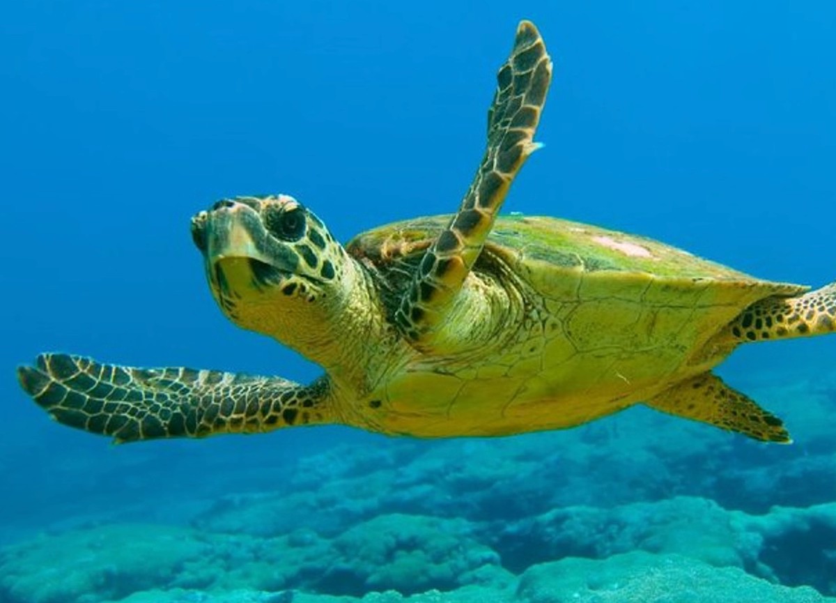 Beginner Scuba Diving Tour in Kuşadası Bays