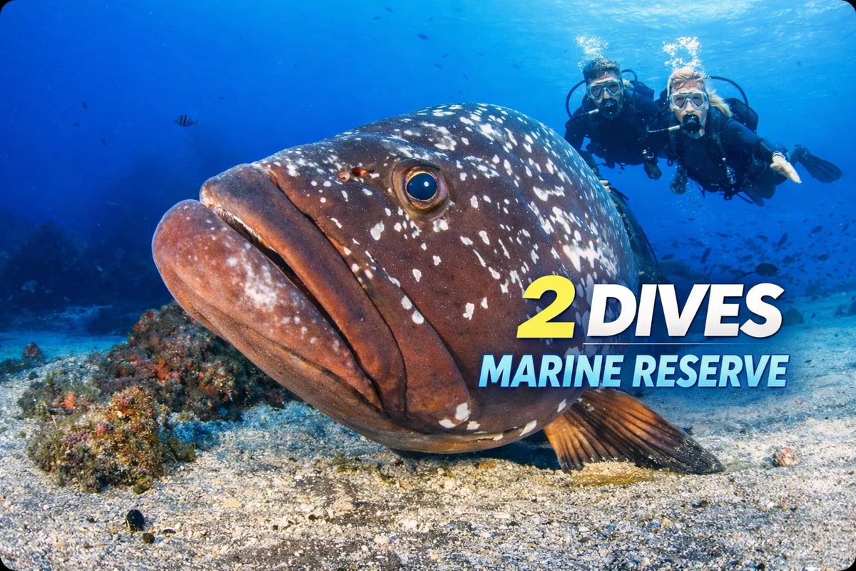 2 Boat Dives in Garajau Marine Reserve (Certified Divers)