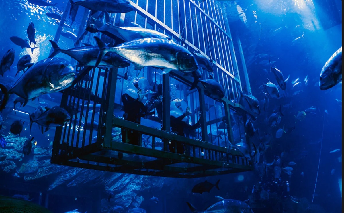 Shark Walker Experience at Dubai Aquarium