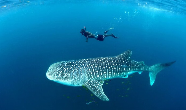 Mafia Island Whale Shark Snorkelling Day Trip from Zanzibar