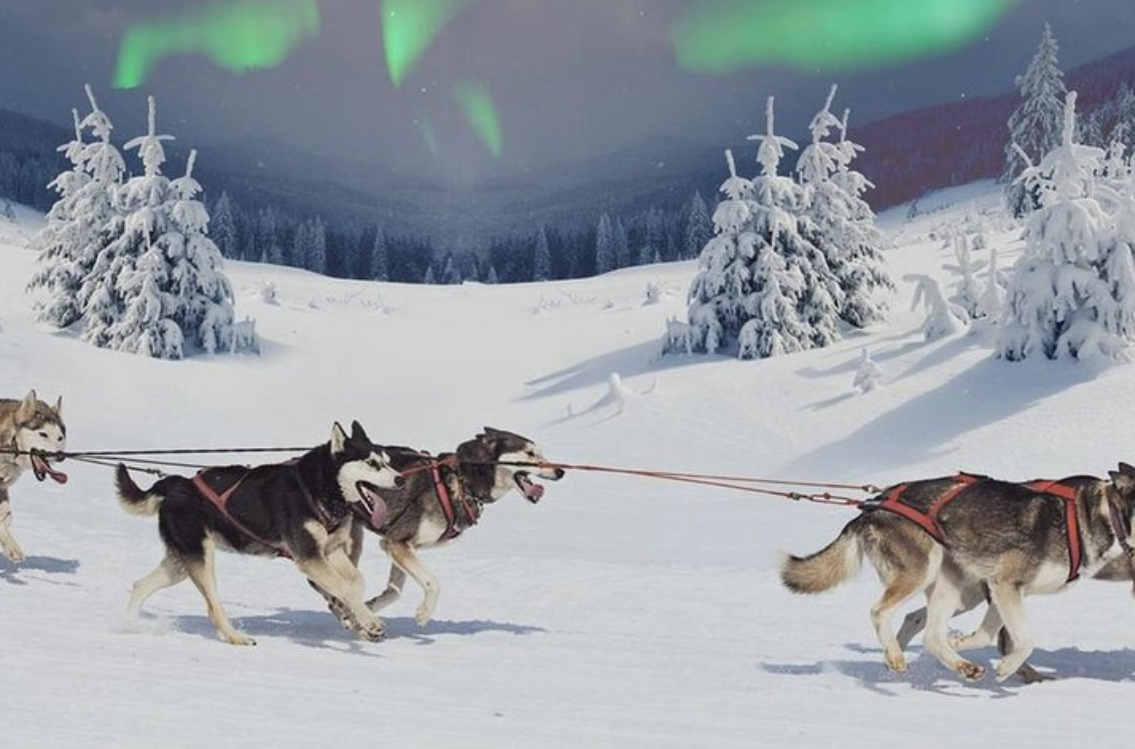 Husky Ride and Northern Lights Evening Experience in Rovaniemi