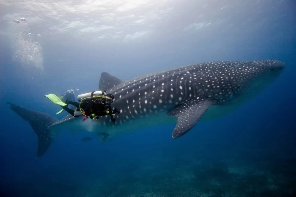 7-Day Galapagos Diving Tour