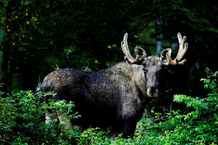 Private Wildlife Hiking Adventure in Oslo