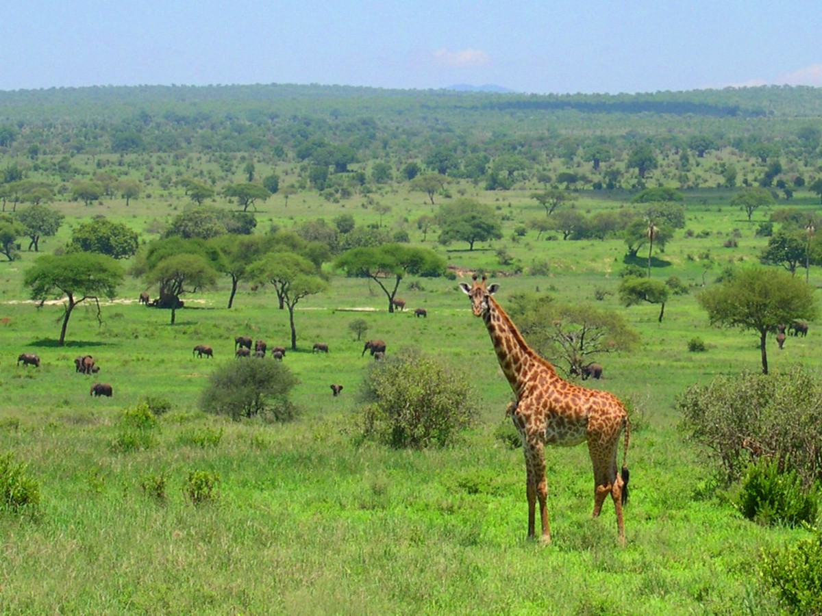 10-Days: Mt. Kilimanjaro Short Trek: Wildlife Safari & Cultural Tour