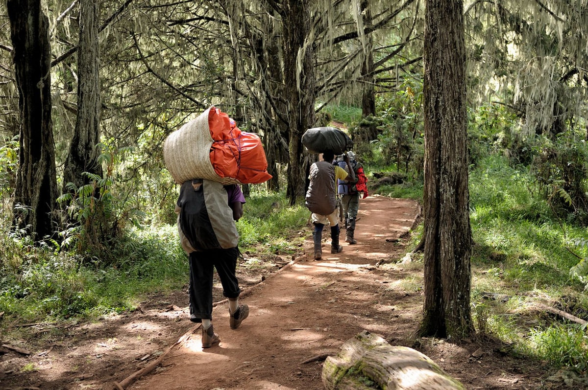 Day Trip to Kilimanjaro Short Trek