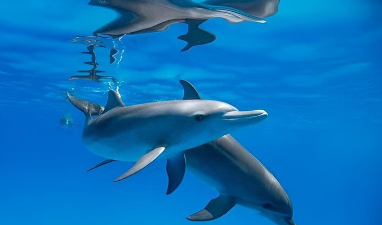 Premium Dolphin House Snorkelling Cruise with Lunch from Hurghada