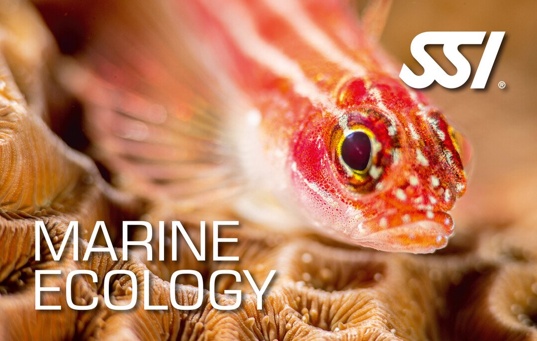 SSI Marine Ecology Diver Course in Borehamwood