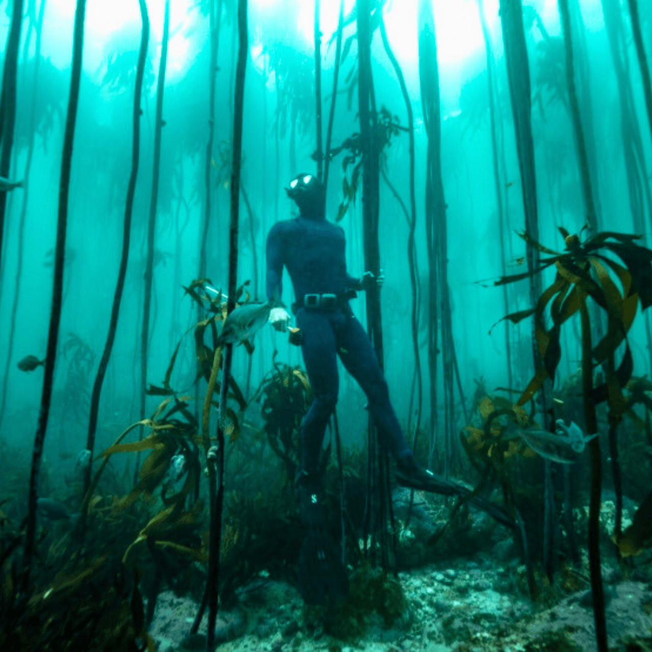 African Sea Forest Snorkel and Penguin Picnic in Cape Town