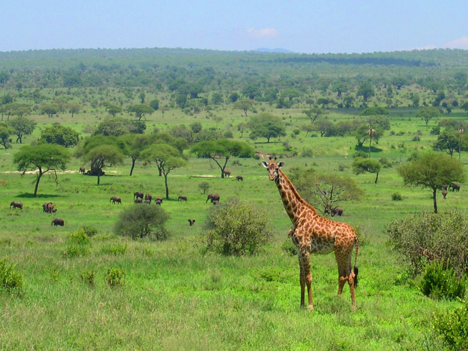 10-Days: Mt. Kilimanjaro Short Trek: Wildlife Safari & Cultural Tour