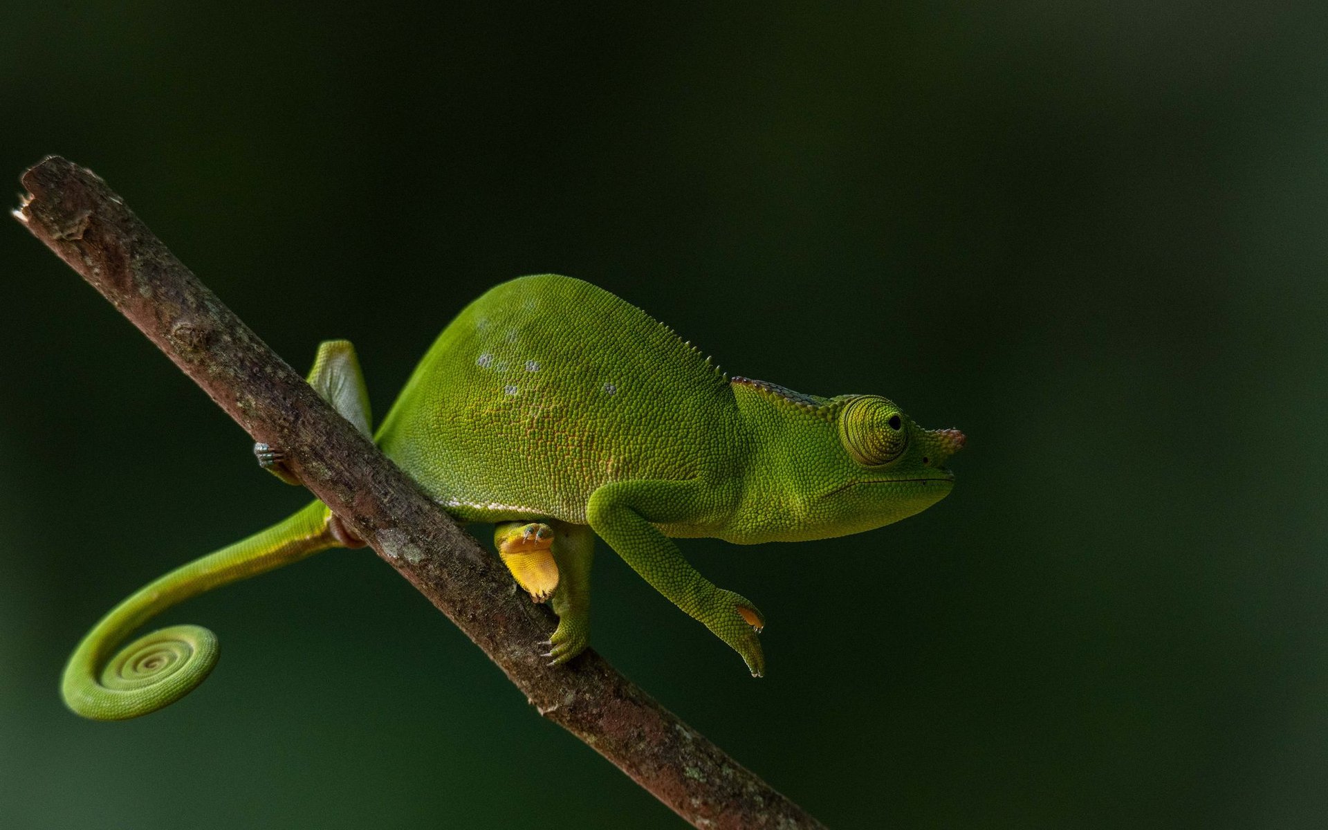 6-Day Usambara Herpetology Adventure
