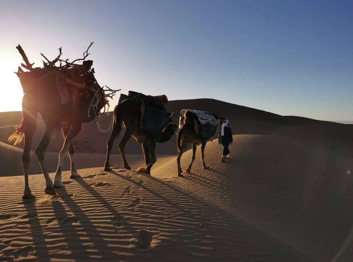 Desert Camel Trekking from Marrakech to Erg Ezzahar