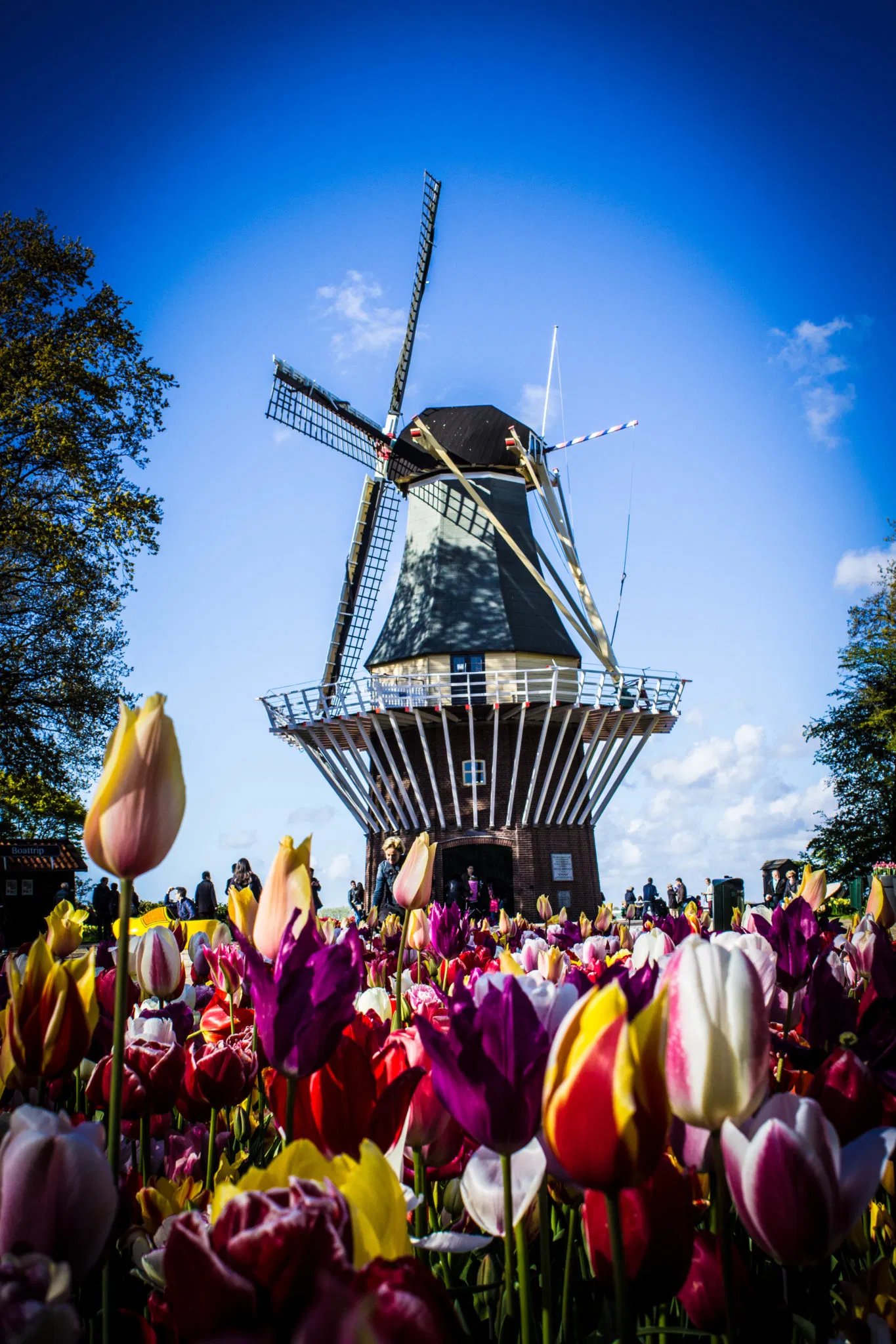Private Amsterdam Countryside Bike Tour | Explore the Dutch Landscape
