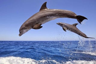 Dolphin House Snorkelling Day Trip by VIP Boat in Hurghada, listing photo