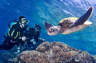 Certified Scuba Day in Hurghada, listing photo