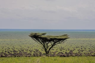 Guided Walking Safari in the Serengeti, listing photo