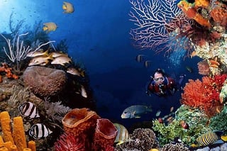 Ras Mohamed and White Island Diving in Sharm El Sheikh, listing photo