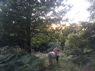 Horse Riding Session in Cabezabellosa, listing photo