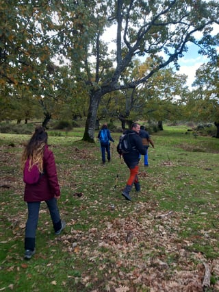 Forest Bathing Hike in Cabezabellosa, listing photo