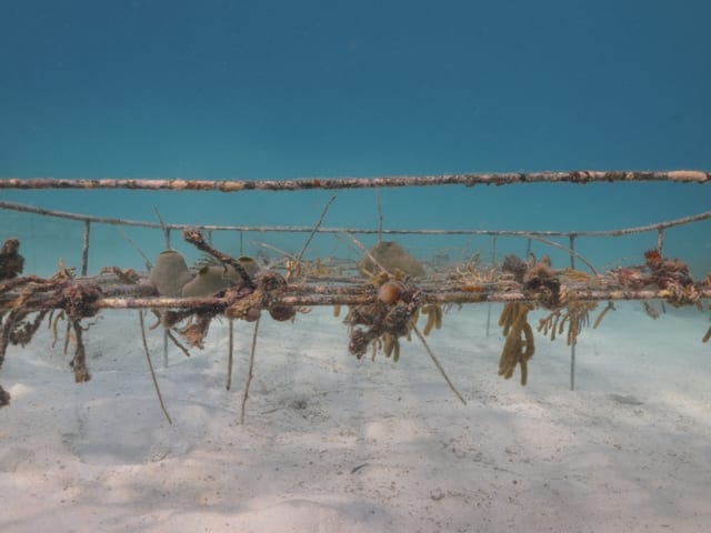 Ocean Gardener Coral Diver Level 1 Course in Sulawesi