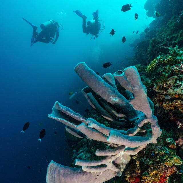Introductory Scuba Dive Experience in Manado, Indonesia