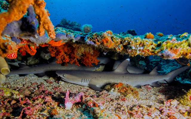 PADI Deep Diver Course in Sulawesi