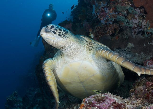 PADI Open Water Course – Learn to Dive in Sulawesi