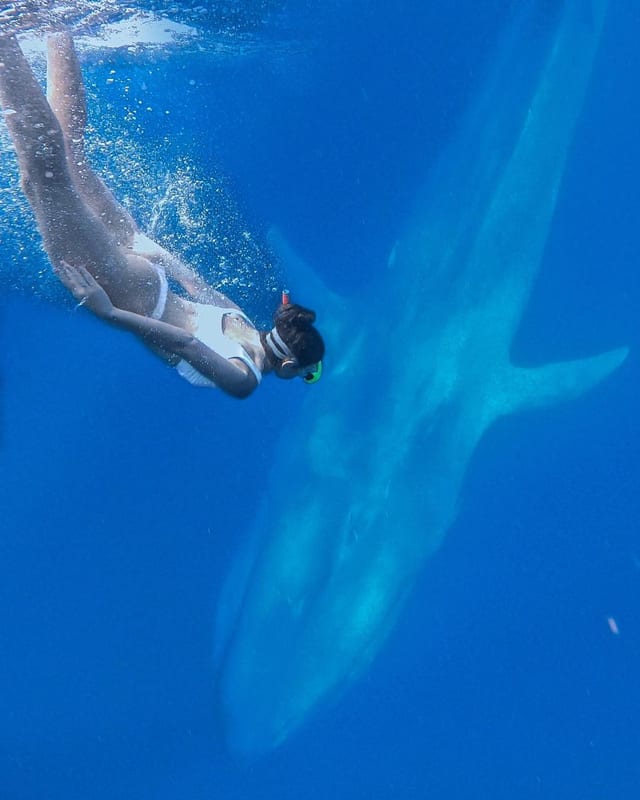Whale Snorkelling Experience in Mirissa – Open Ocean Encounter