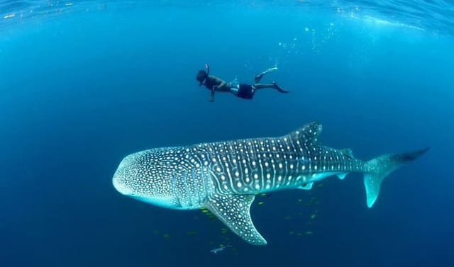 Mafia Island Whale Shark Snorkelling Day Trip from Zanzibar