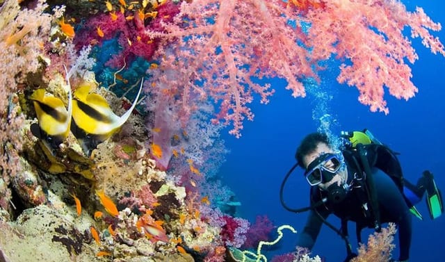 Intro Diving and Snorkelling Day Trip in Sharm El Sheikh
