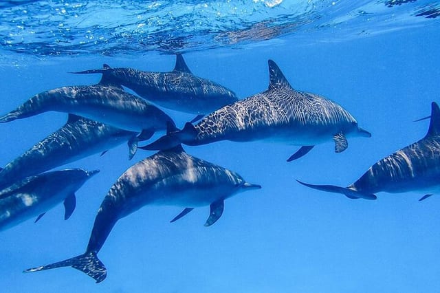 Snorkelling Safari in Mirissa: Dolphins and Marine Wildlife