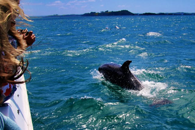 2-Hour Dolphin Watching Sail from Sotogrande