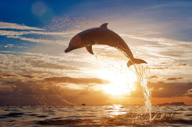 Sataya Reef Dolphin House Marsa Alam Snorkelling Tour