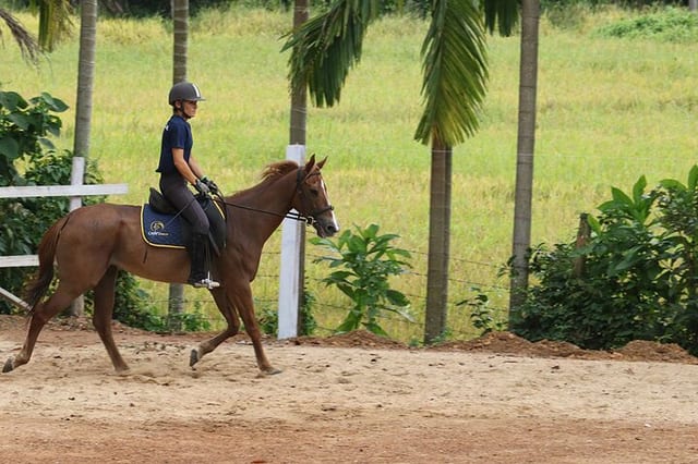 4-Hour Horse Riding Experience in Nuwara Eliya