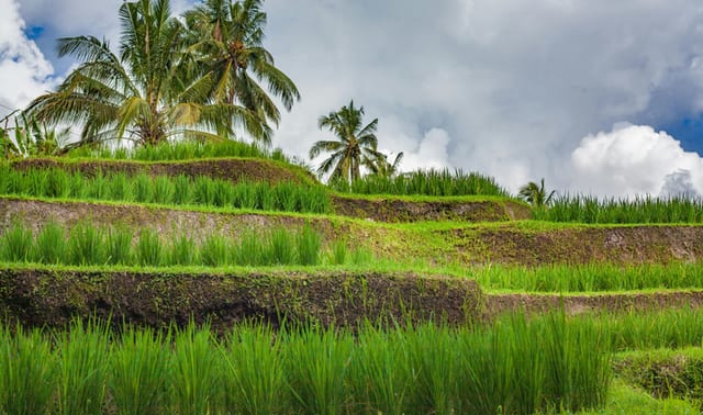 Bali Rural Trekking Adventure in Rice Fields and Hidden Canyon