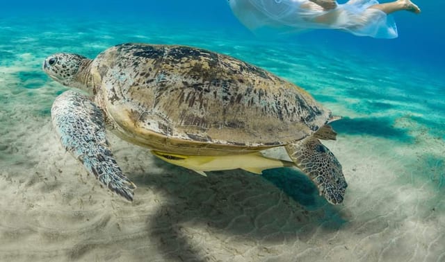 Premium Abu Dabbab Elite Turtle House & Snorkeling - Hurghada