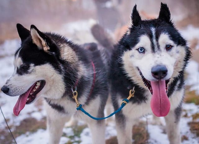 Full Dog Sled Ride with Transfer from Kraków