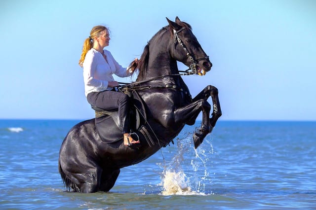 Horse Riding with Swimming Hurghada Tour