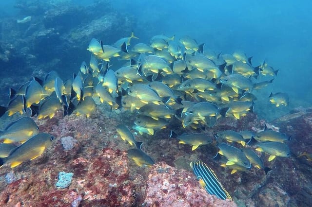 Scuba Diving in Negombo: Three Hour Guided Dive