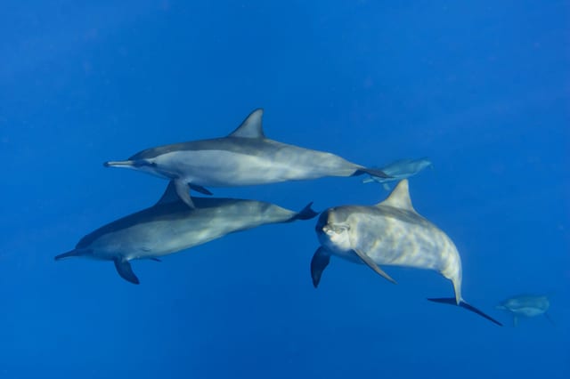Dolphin House Snorkelling Boat Trip Hurghada