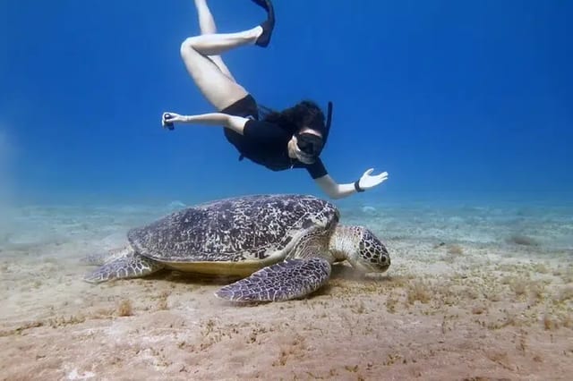 Abu Dabbab Turtle Snorkel in Marsa Alam
