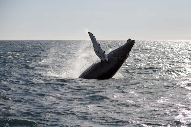 Whale Watching Tour in Reykjavik