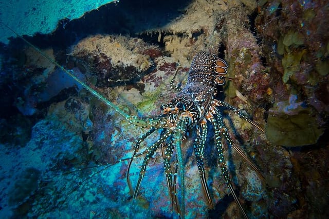 Night Snorkelling Adventure in Bonaire