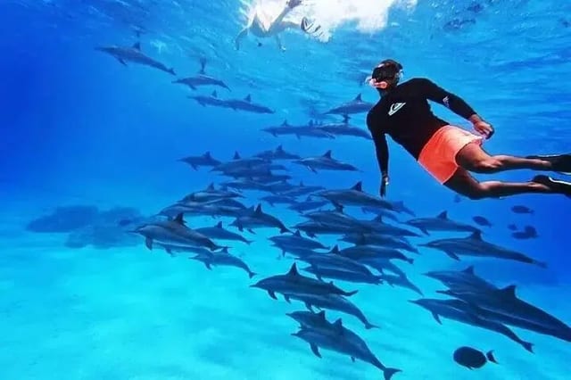 Dolphin House Snorkel in Marsa Alam