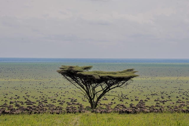 Guided Walking Safari in the Serengeti